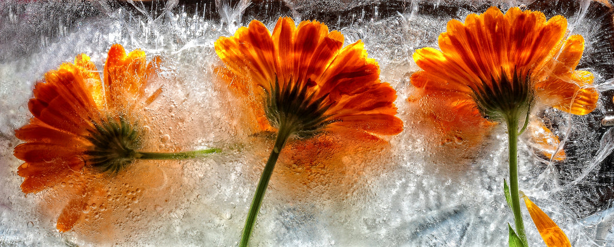 Frozen marigold Poster och Canvastavla