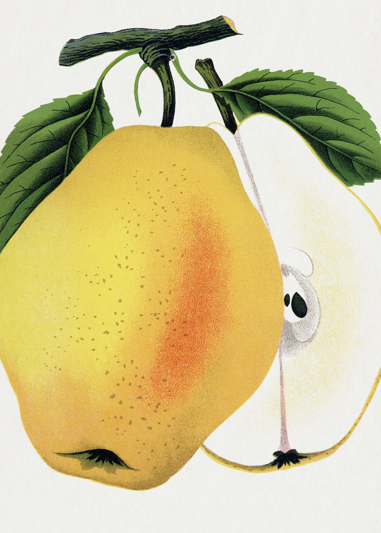 Kiefer's Hybrid Pear Lithograph Poster och Canvastavla
