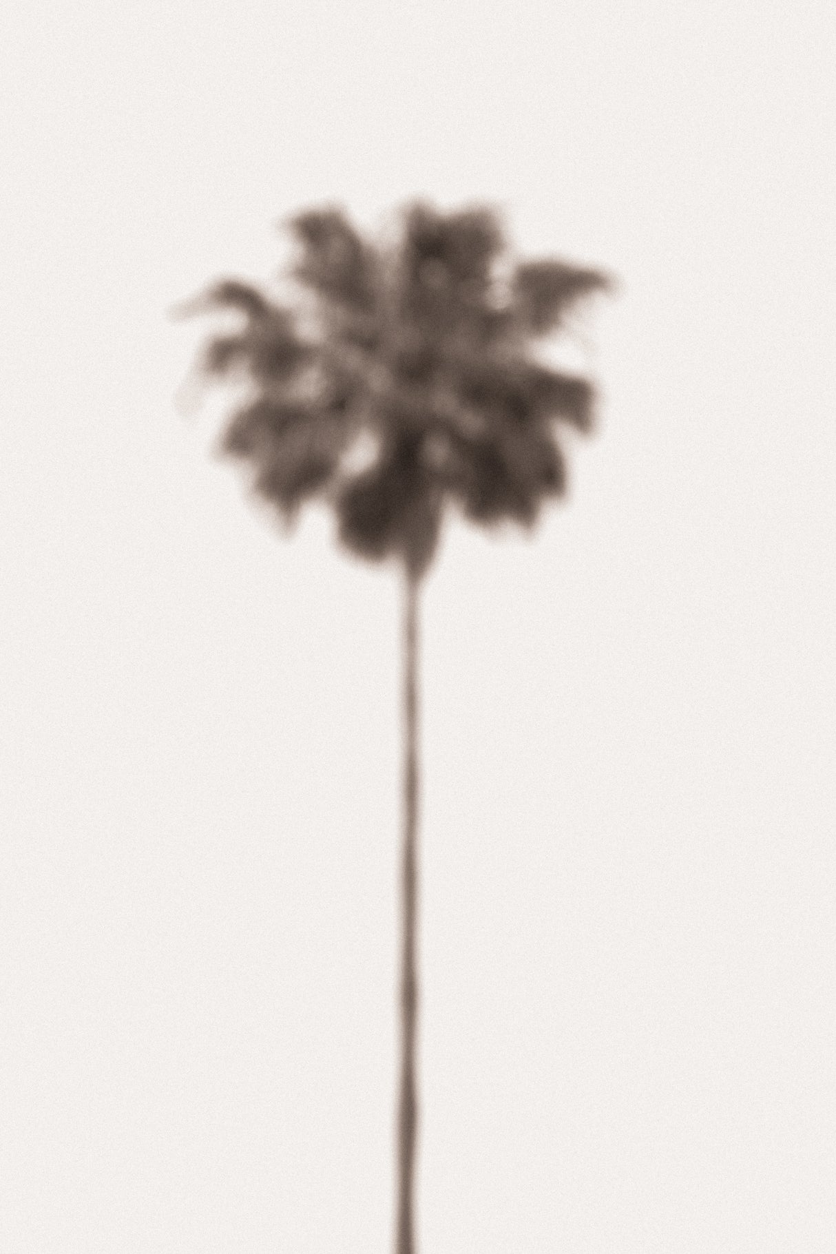 Palm Blury Poster och Canvastavla
