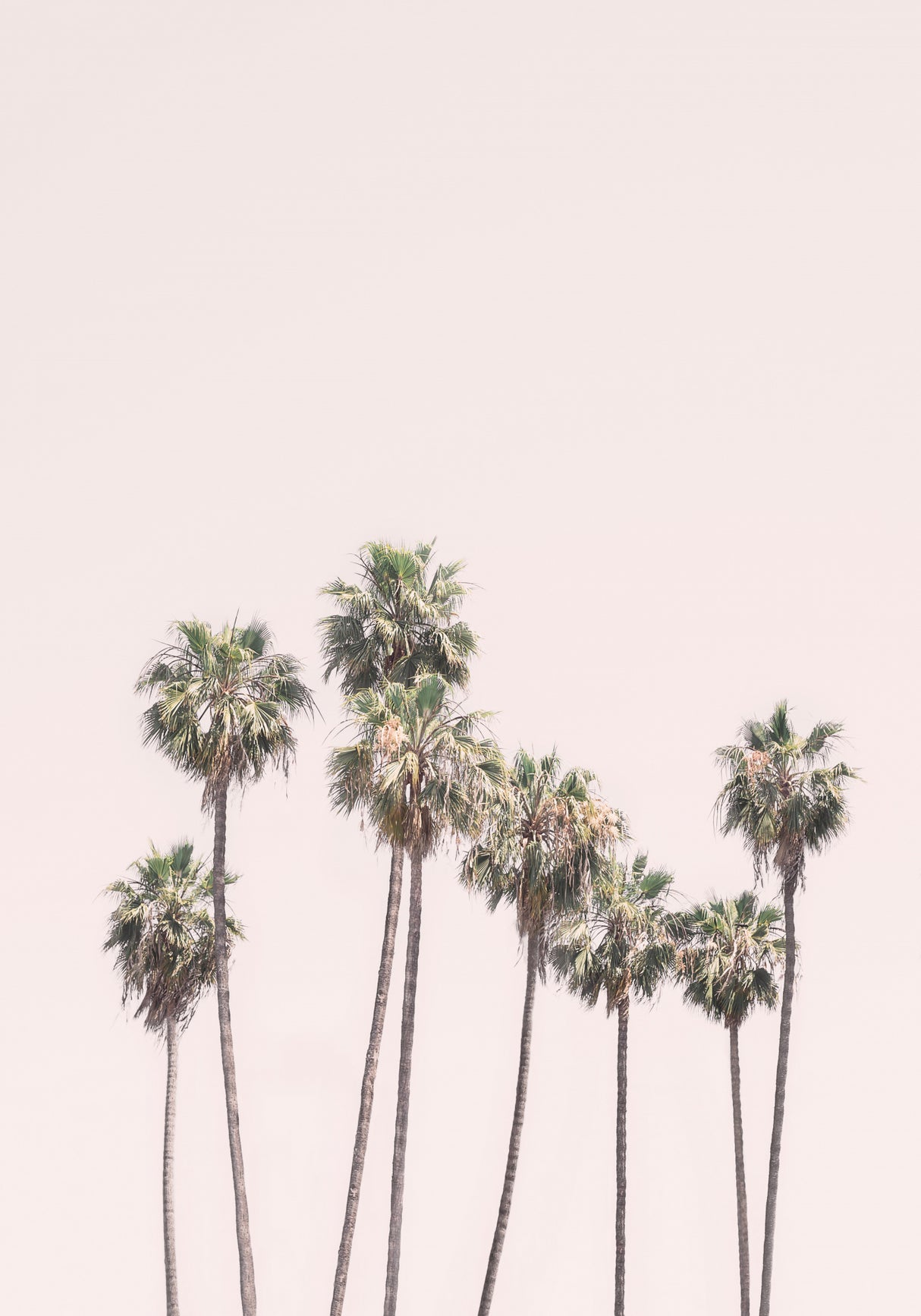 Blush Palms Poster och Canvastavla