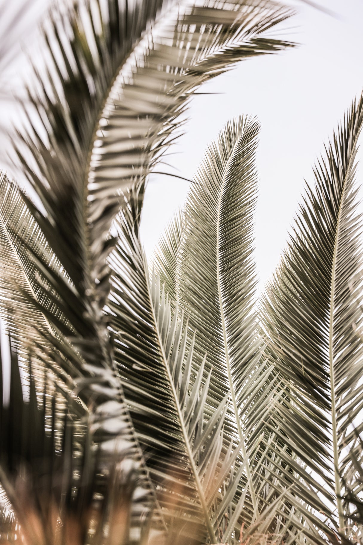 Palm Love Poster och Canvastavla