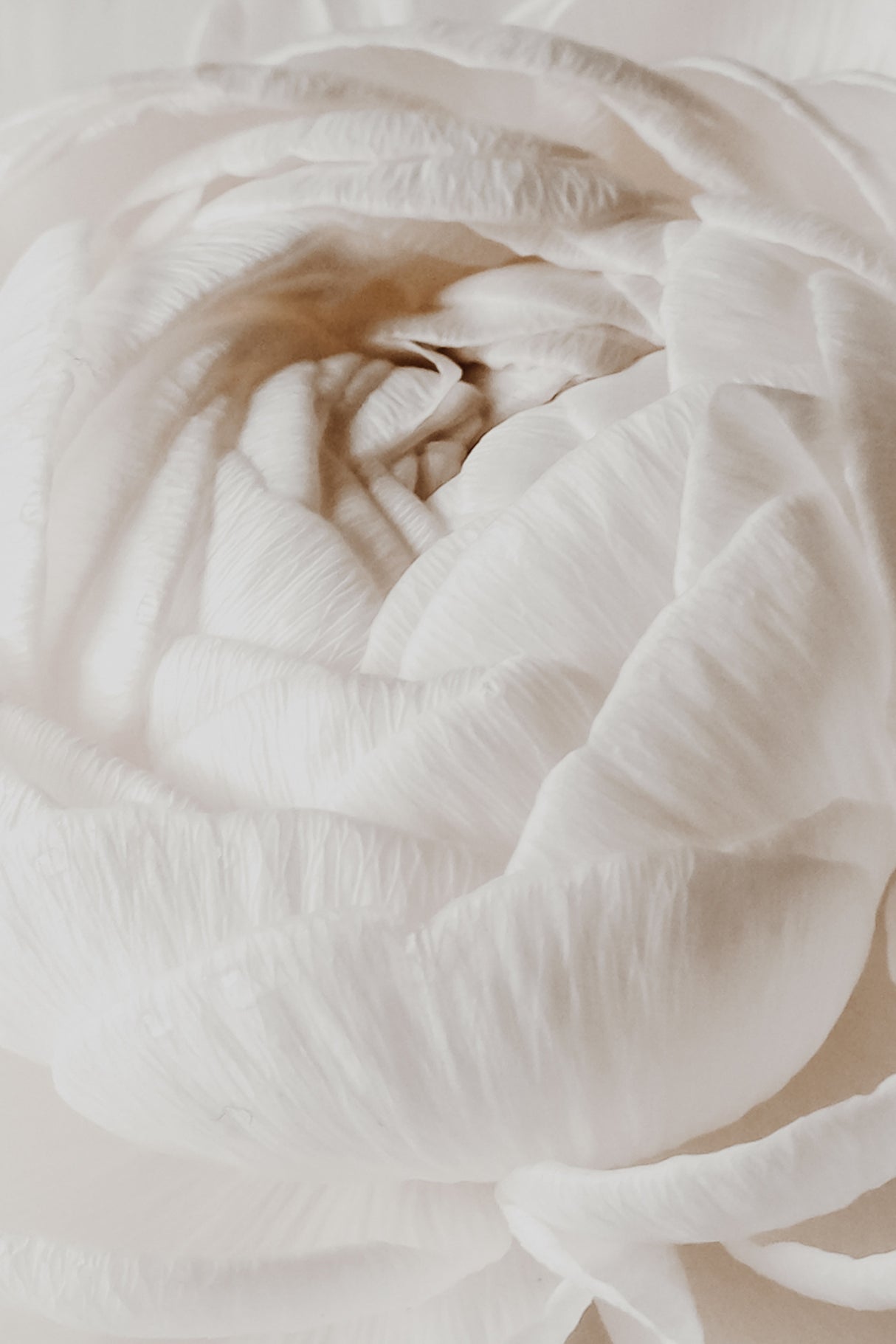 Buttercup Poster och Canvastavla