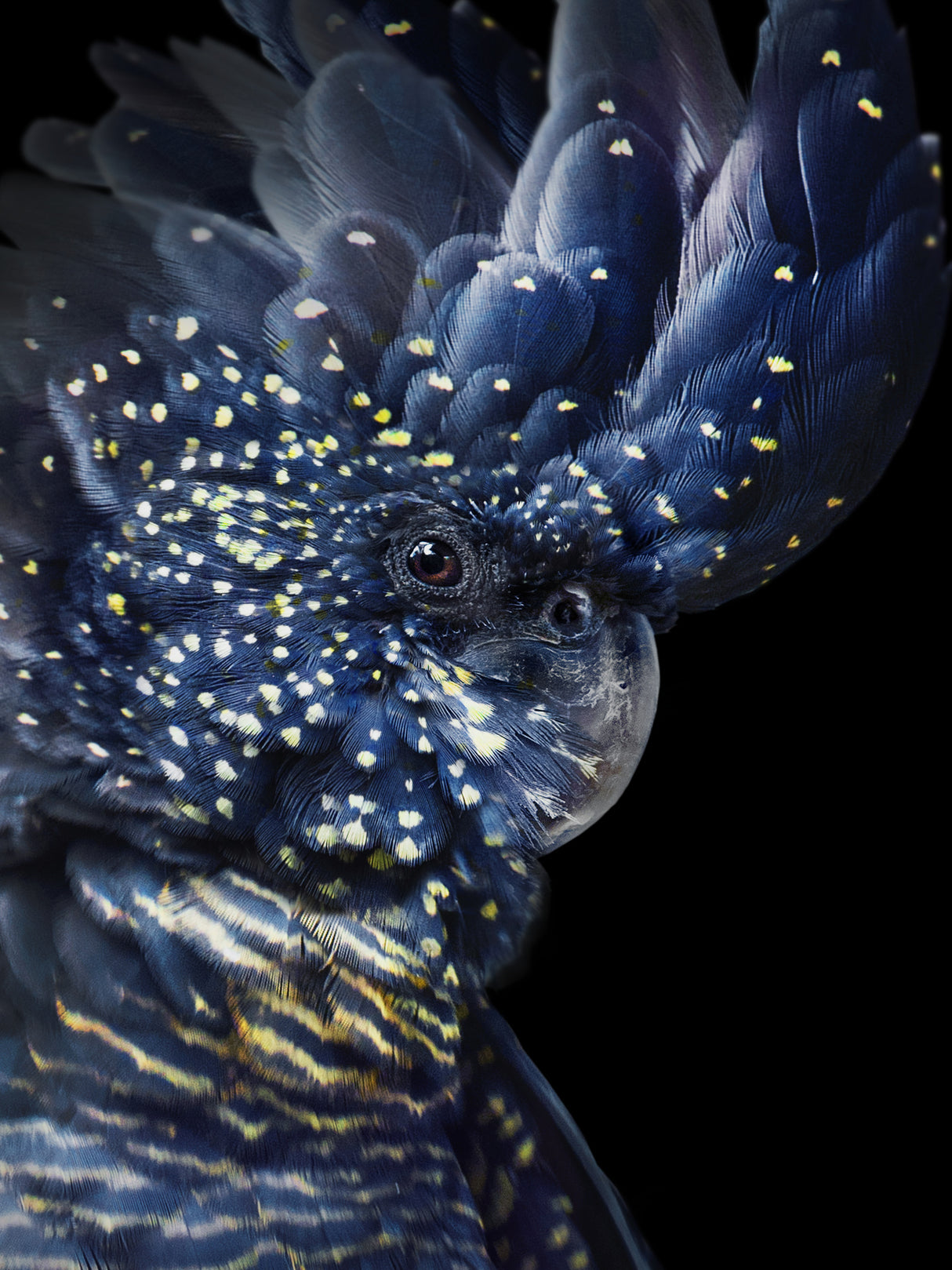 Blackcockatoo Poster och Canvastavla