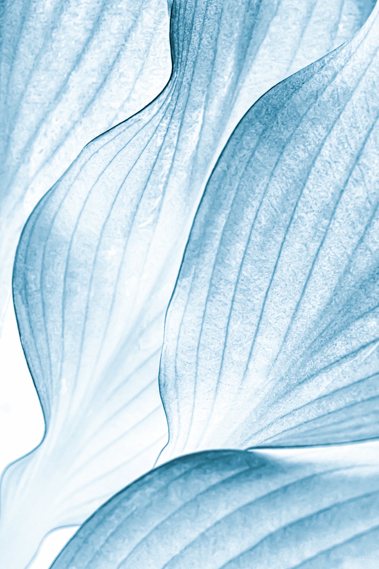 Icy Waves Poster och Canvastavla