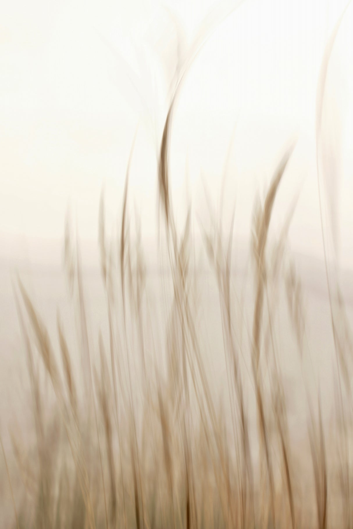 In the wind Poster och Canvastavla