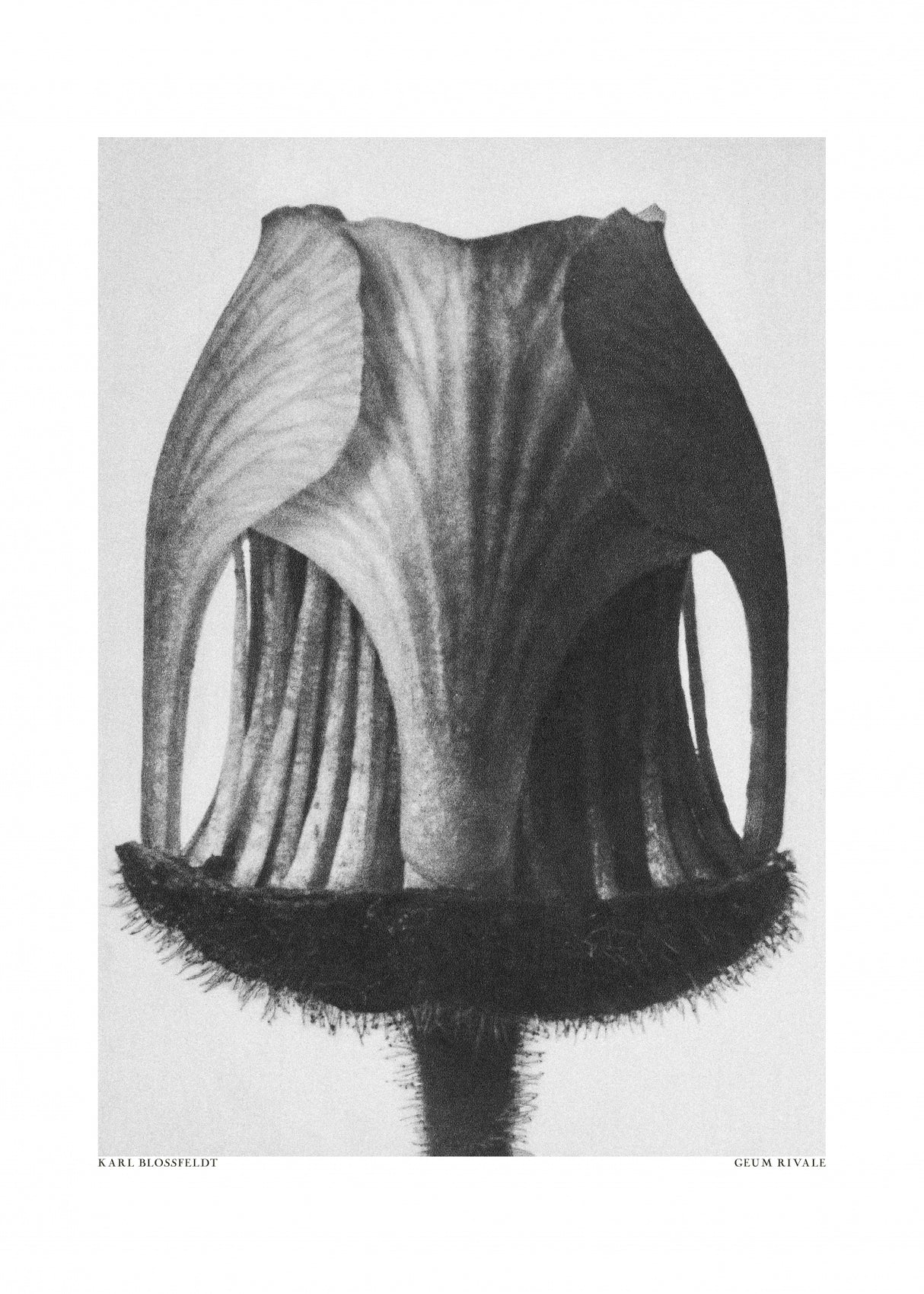 Geum Rivale Poster och Canvastavla