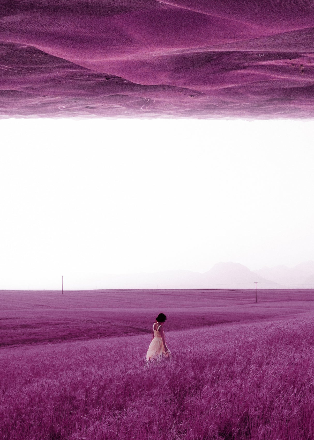 Purple Fields Poster och Canvastavla