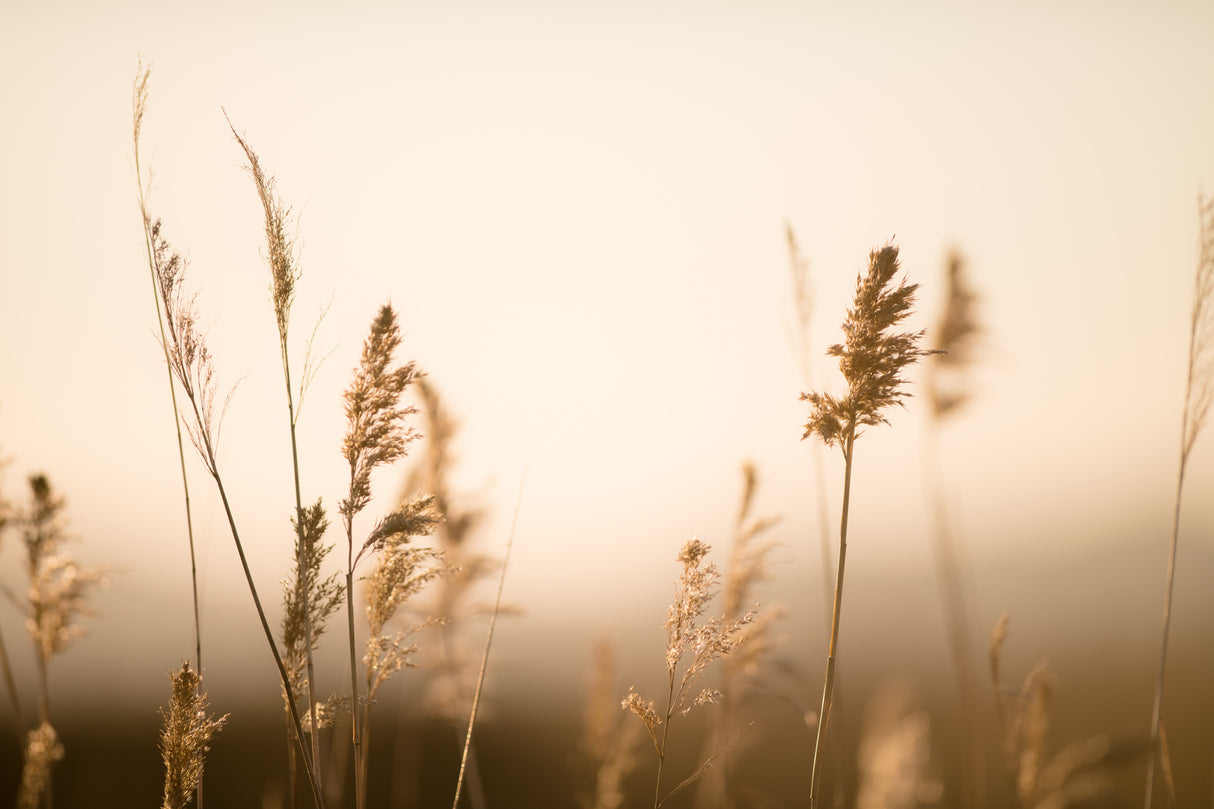 Marsh Grass No.2 Poster och Canvastavla