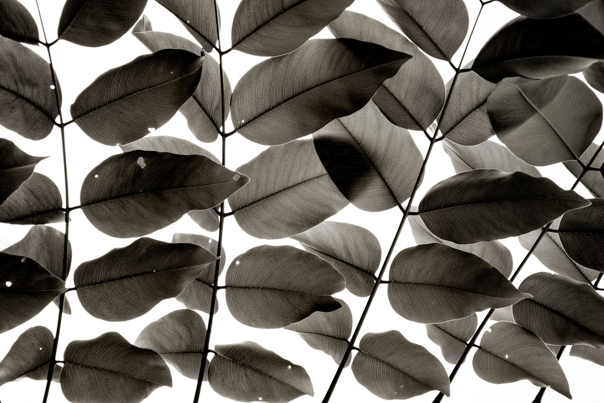 Branches and Leaves I Poster och Canvastavla