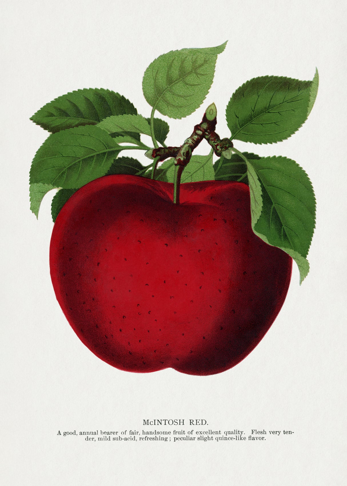 Mcintosh Red Apple Lithograph Poster och Canvastavla