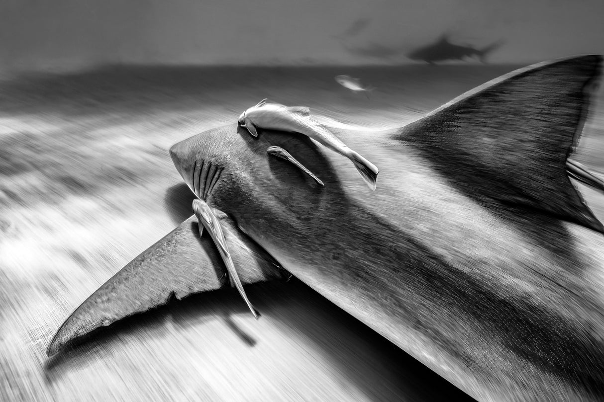 The Running shark Poster och Canvastavla