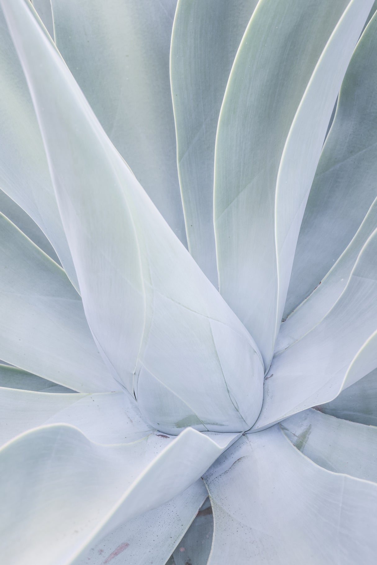 Crystal Cactus No2 Poster och Canvastavla