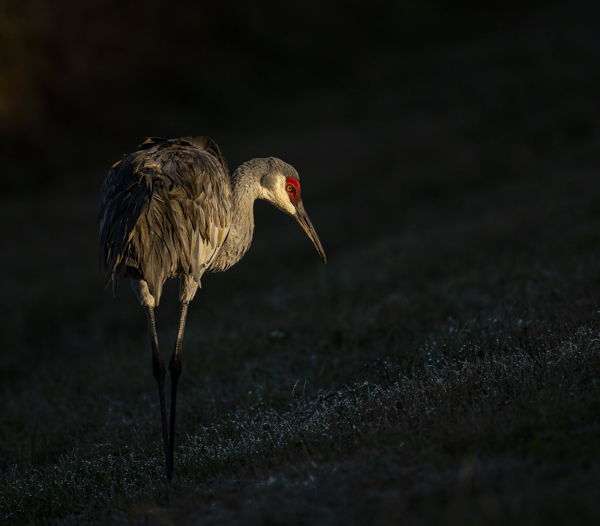 Sand Crane Poster och Canvastavla