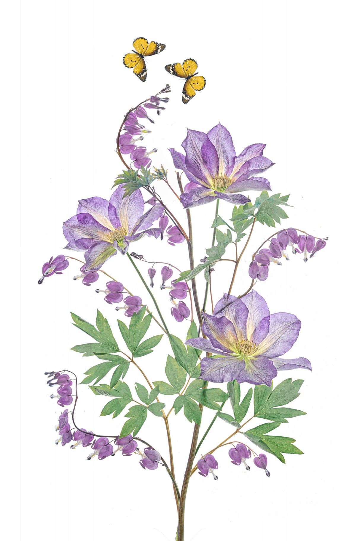 Purple Clematis and Bleeding Heart Poster och Canvastavla