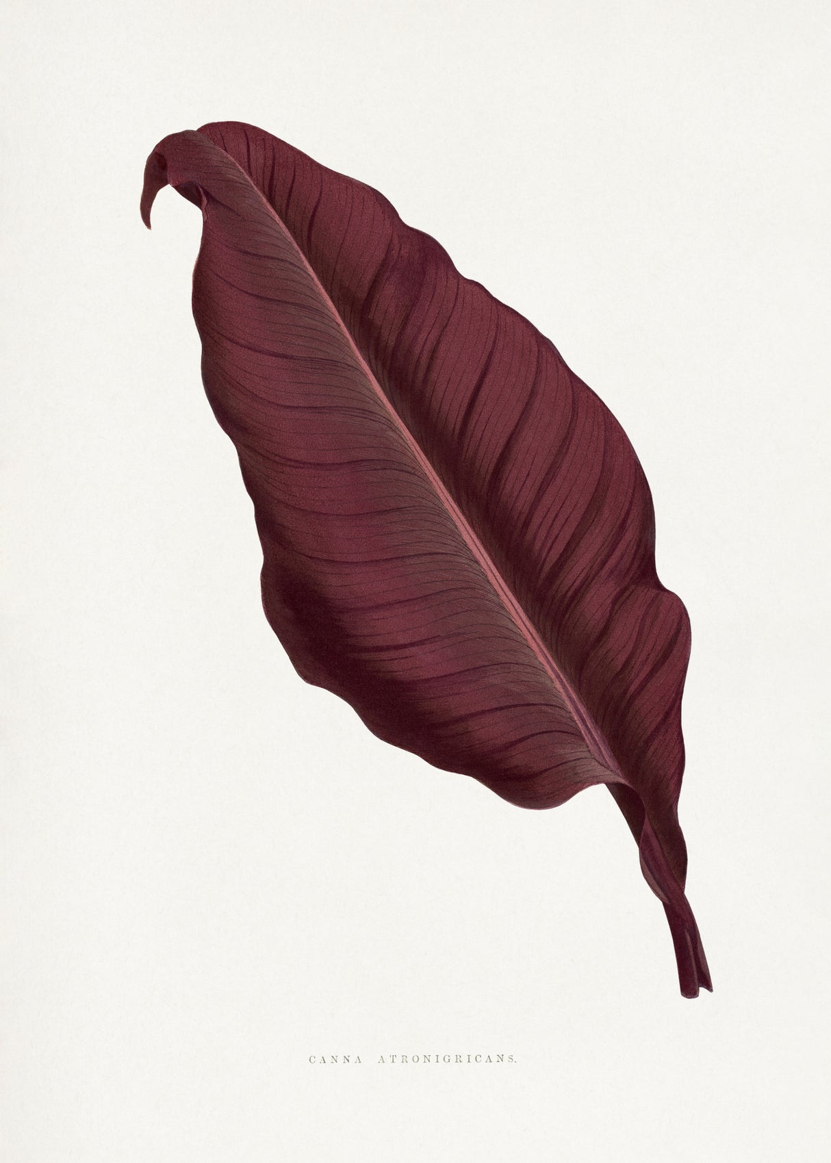 Pink Canna Atronigricans Leaf Illustration Poster och Canvastavla