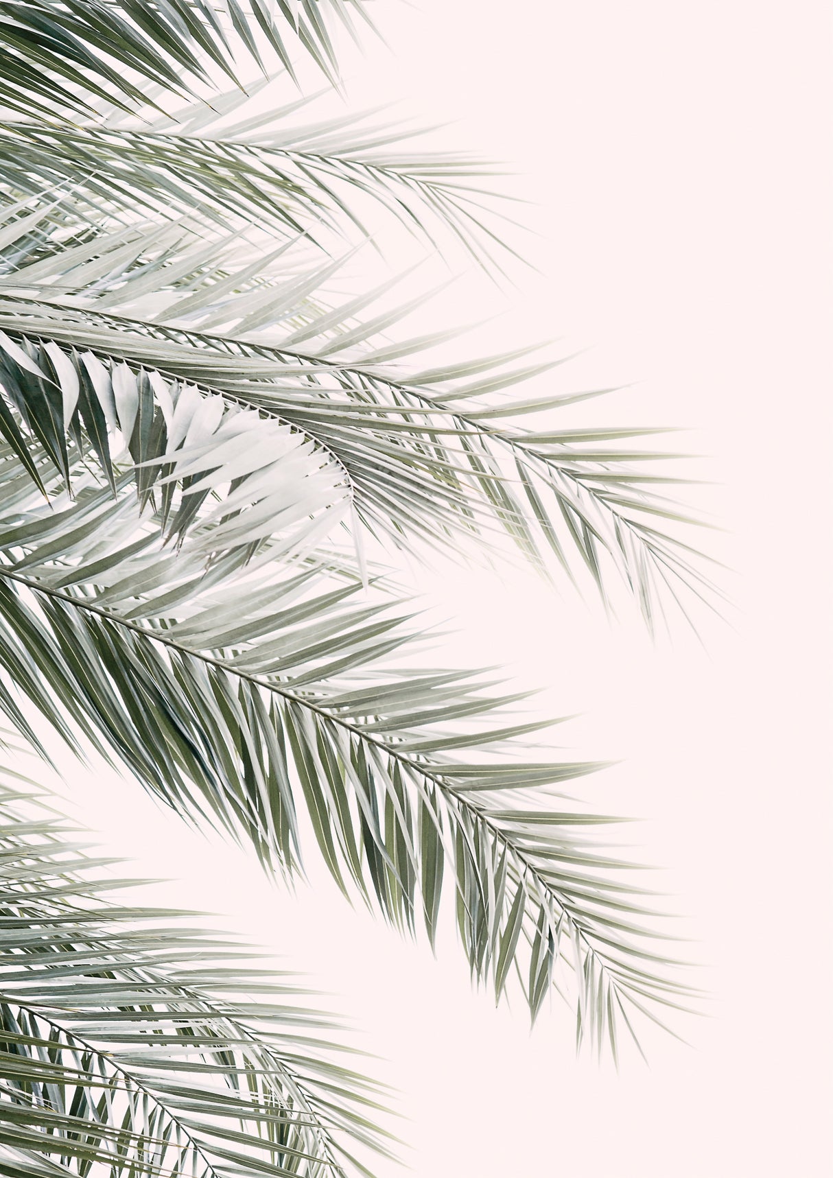 Blush Palm Leaves Poster och Canvastavla