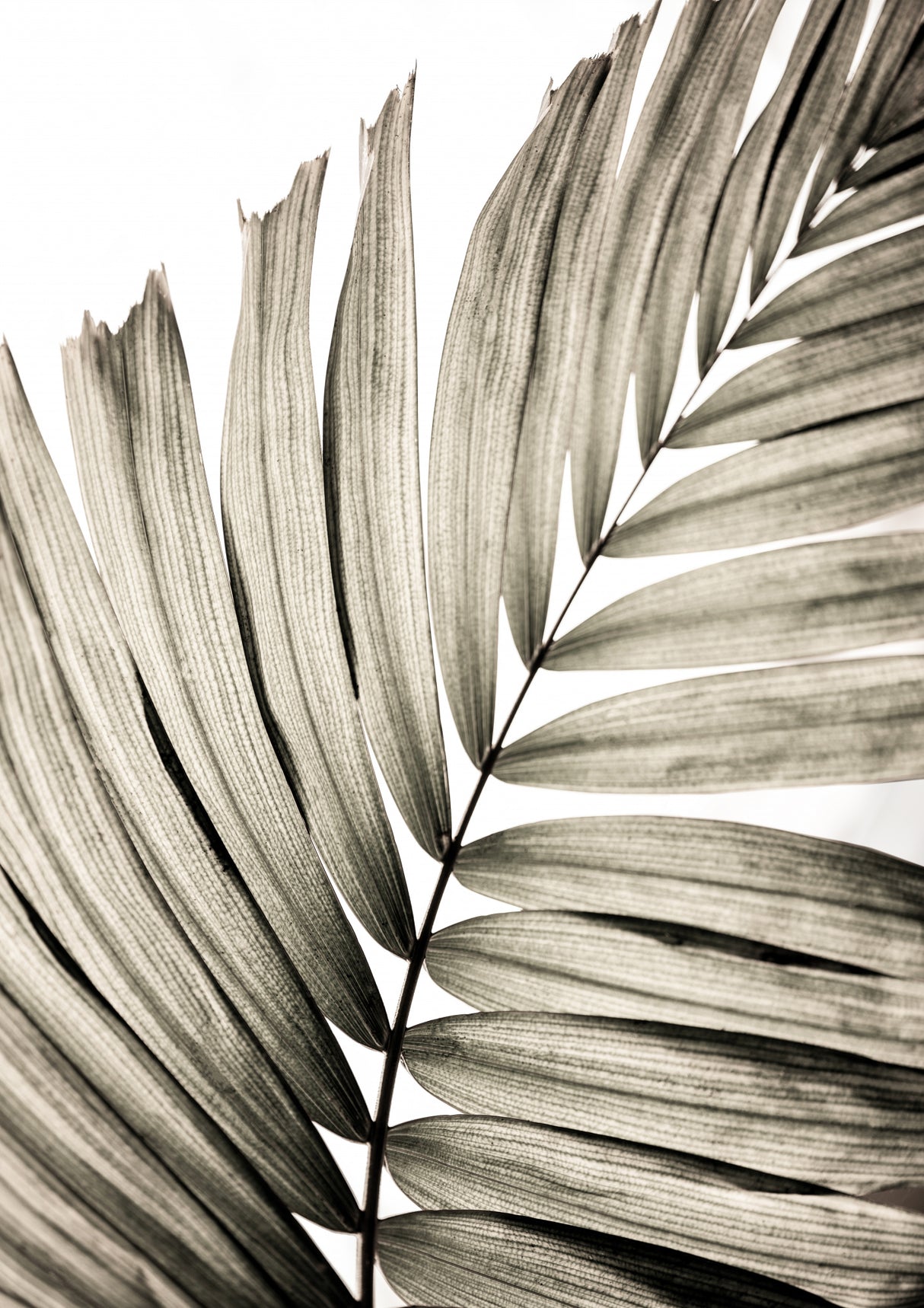 Palm Leaves 22 Poster och Canvastavla