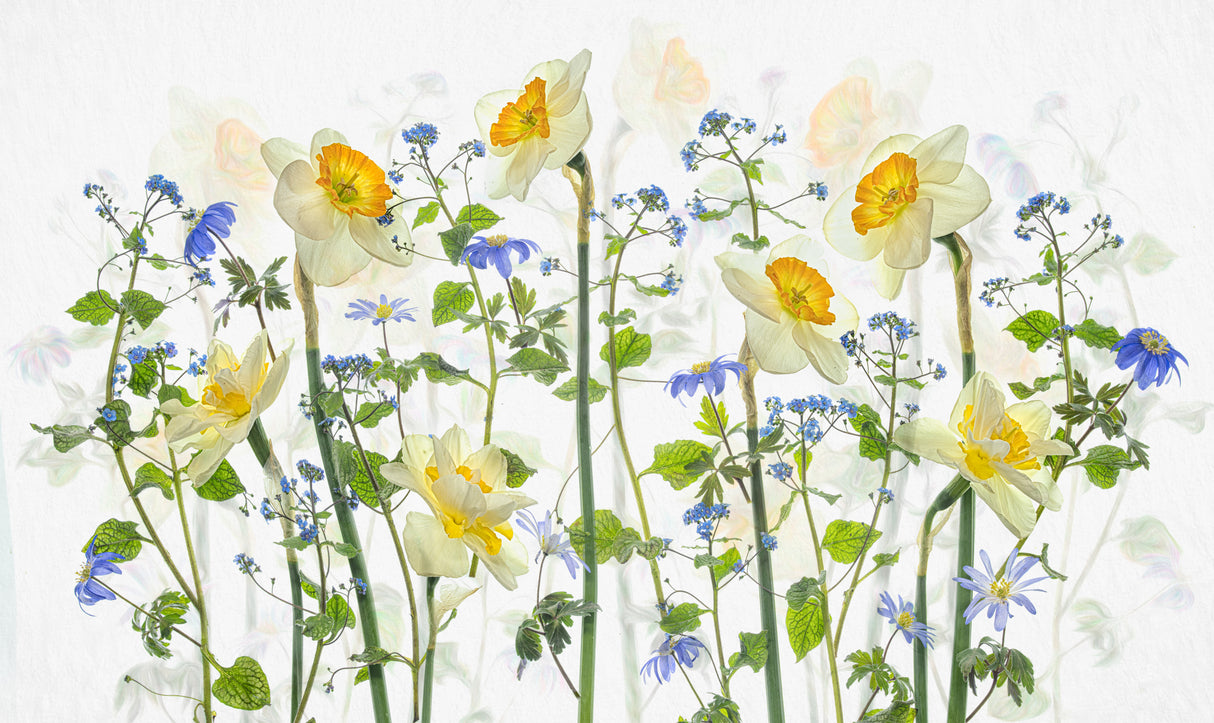 Sign of Spring Poster och Canvastavla