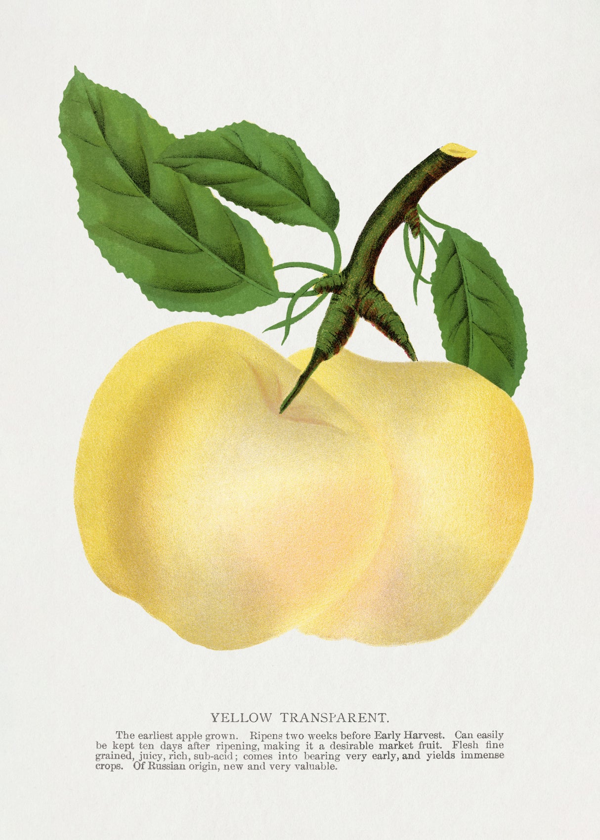 Yellow Transparent Apple Lithograph Poster och Canvastavla