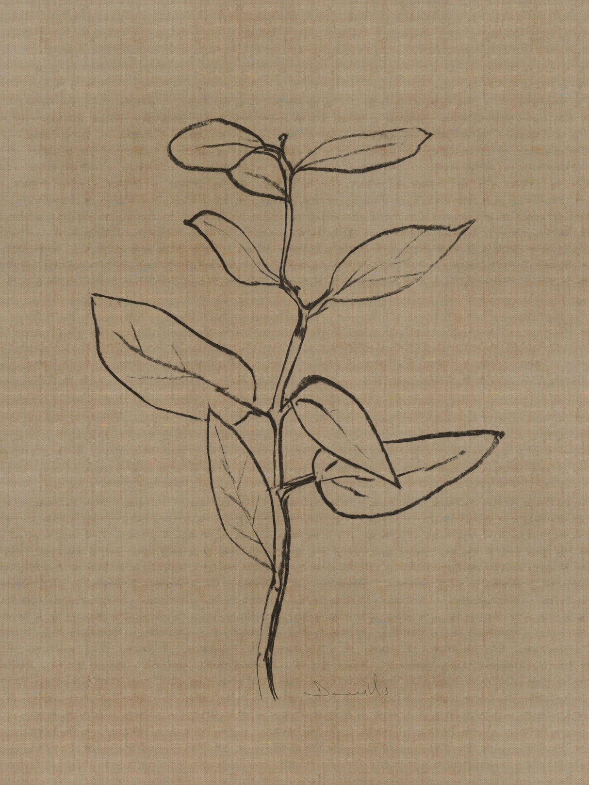 Eucalyptus Sapling Poster och Canvastavla