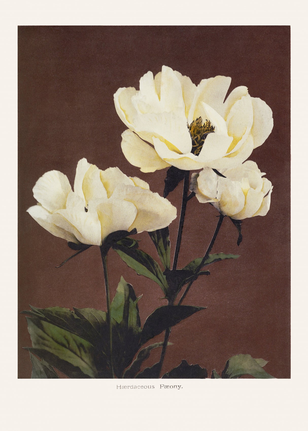 Hærdaceous Peony Poster och Canvastavla