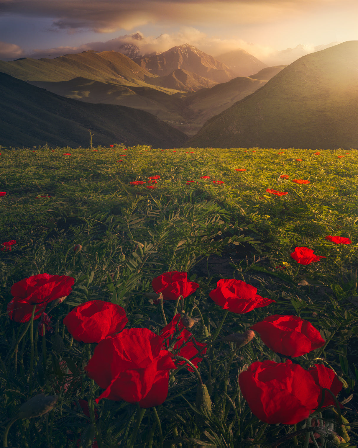 Flowers on Fire Poster och Canvastavla