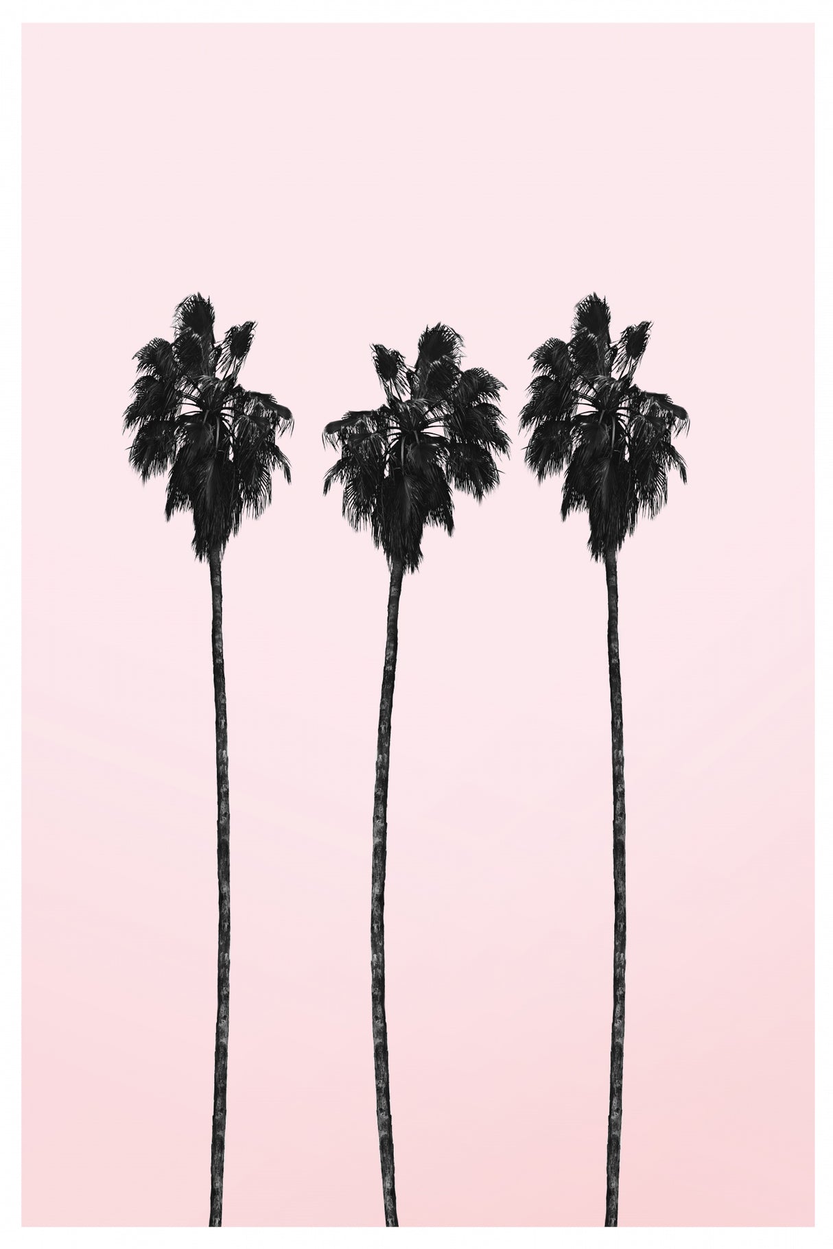 Pinky Palms Poster och Canvastavla