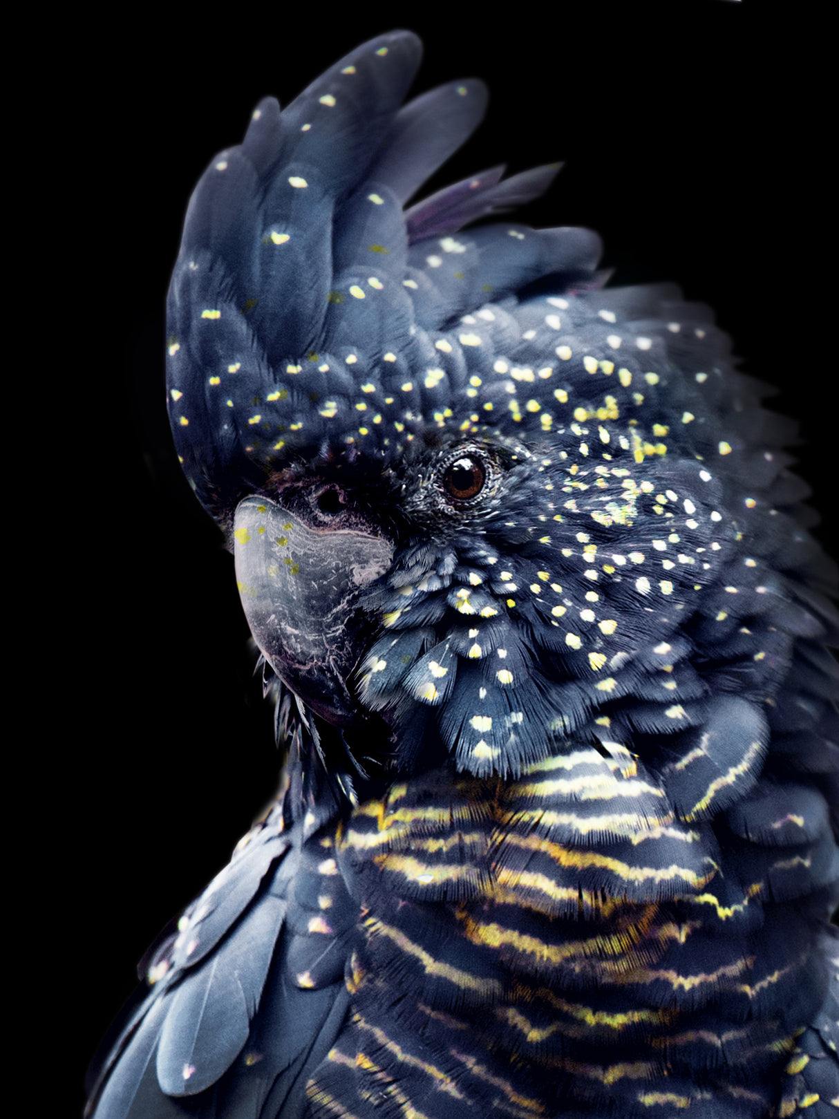 Blackcockatoo2 Poster och Canvastavla