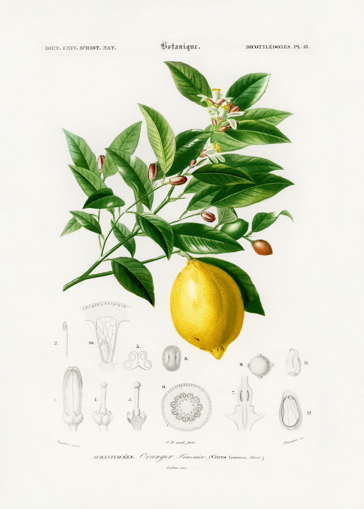 Lemon (citrus Limonium) Poster och Canvastavla
