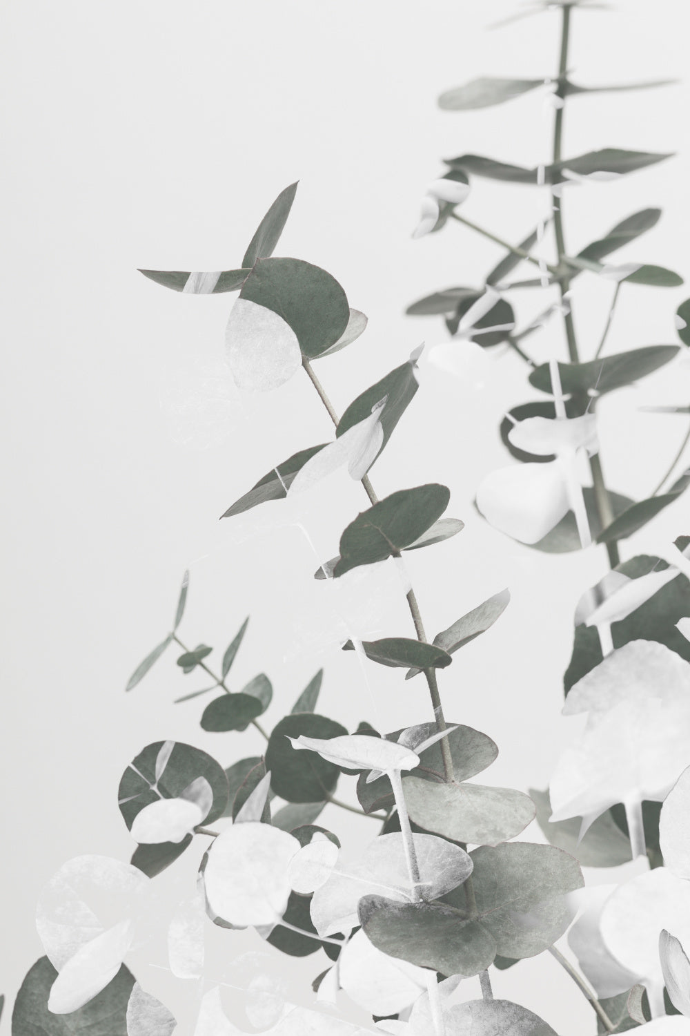 Eucalyptus Creative 10 Poster och Canvastavla