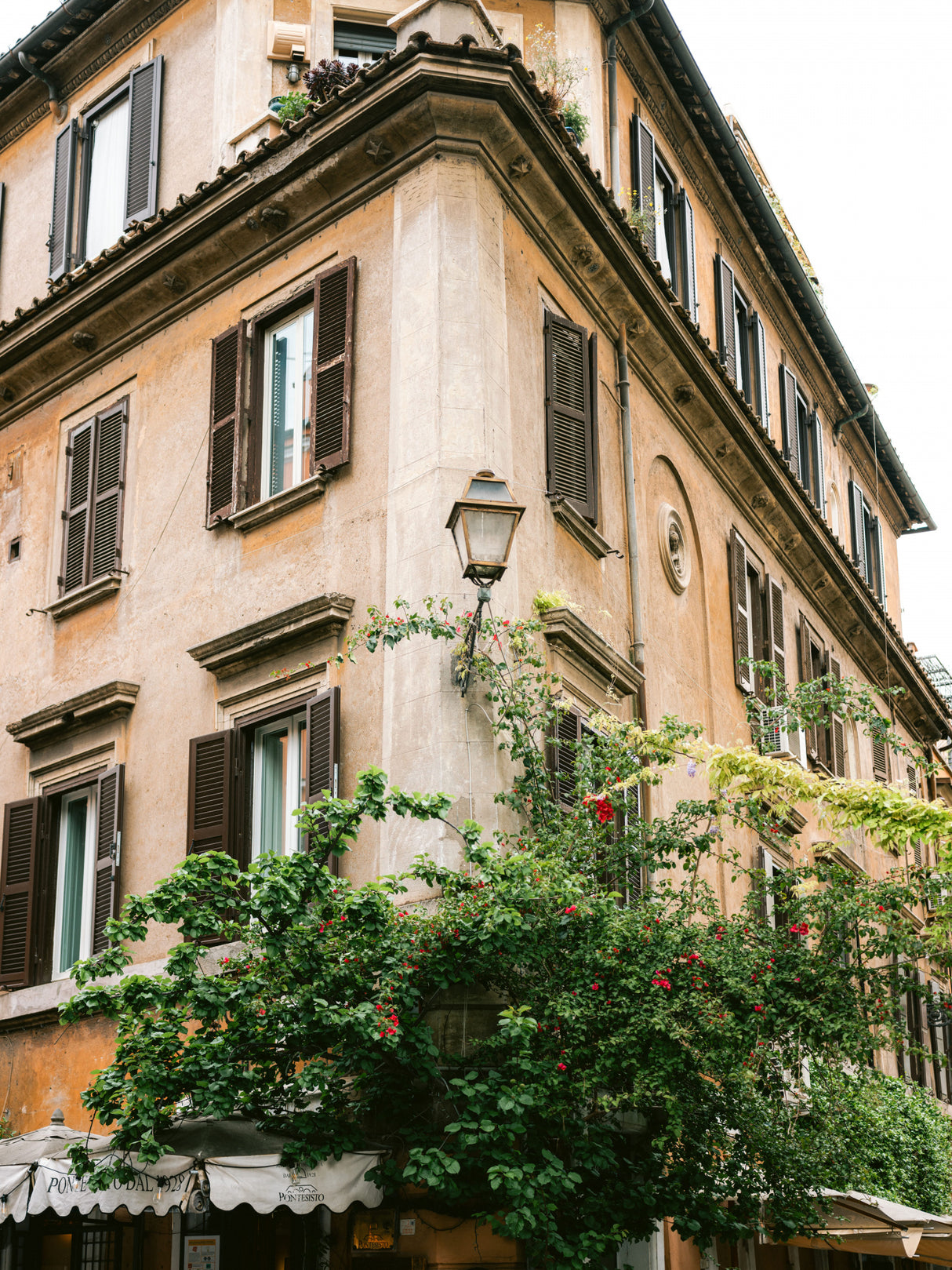Botanical Trastevere Rome || Poster och Canvastavla