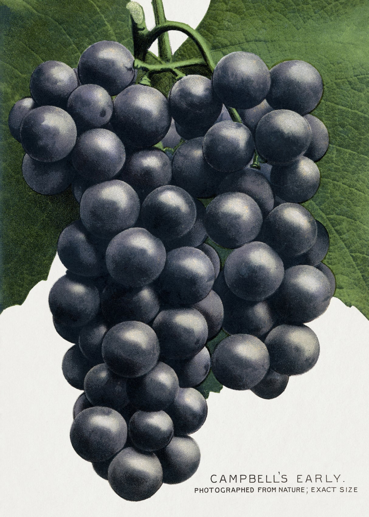 Campbell's Early Grape Lithograph Poster och Canvastavla