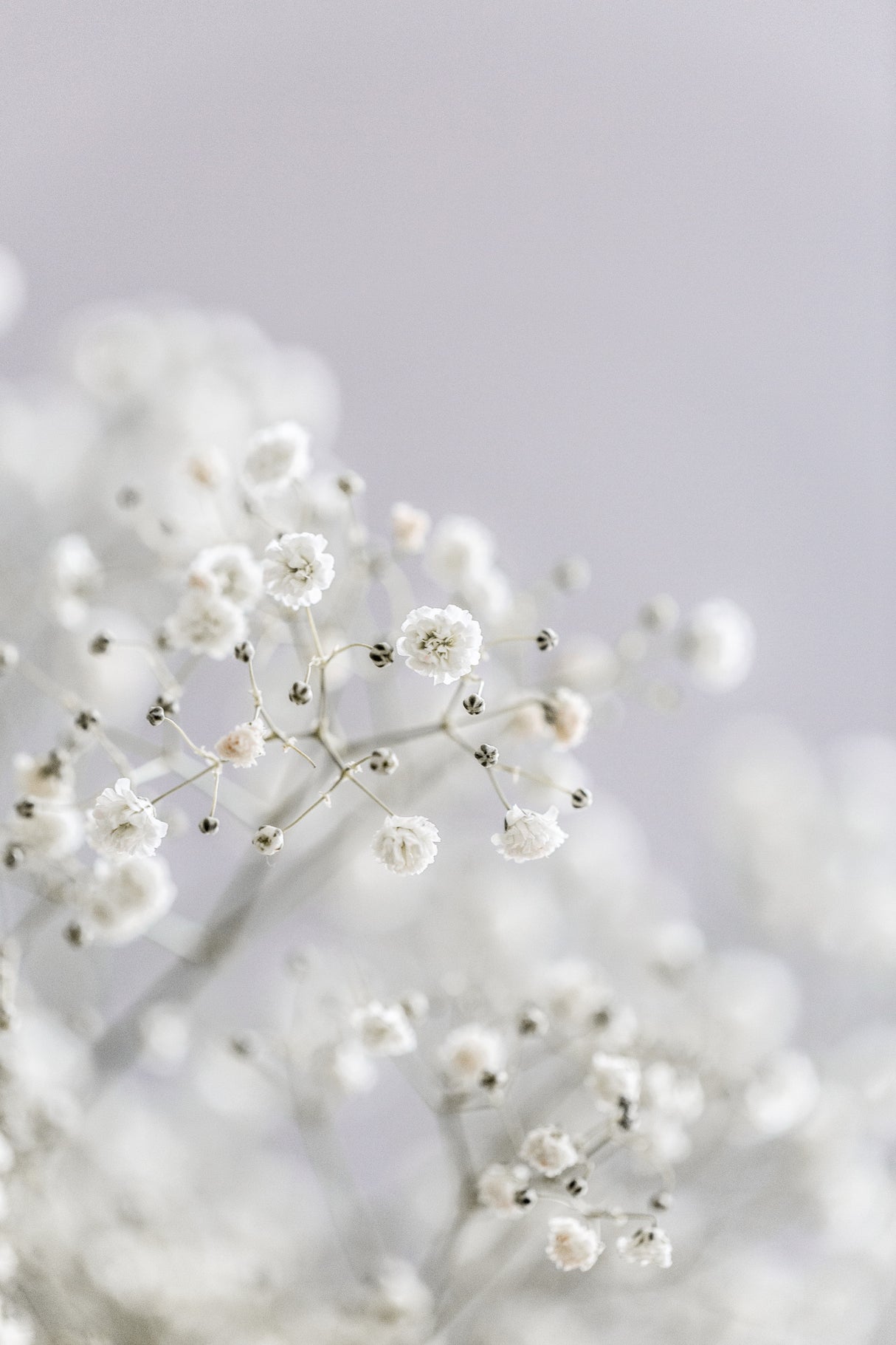 Babys Breath Poster och Canvastavla
