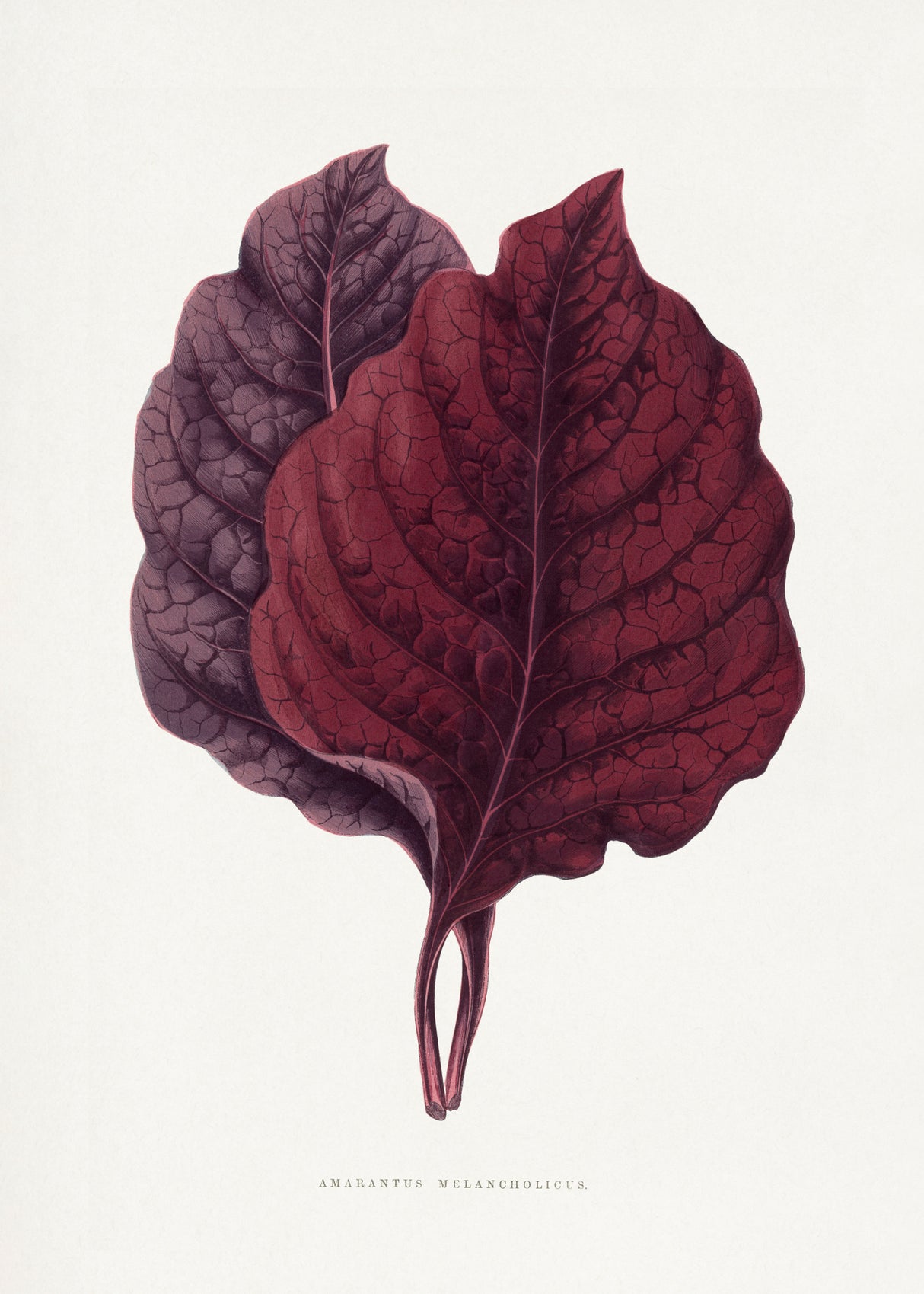 Pink Amarantus Leaf Illustration Poster och Canvastavla