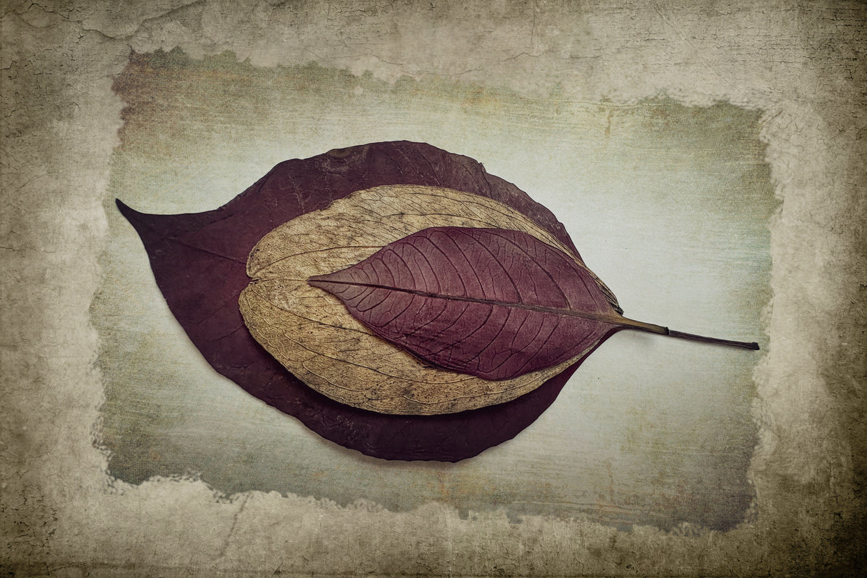 The Story of Nature Poster och Canvastavla