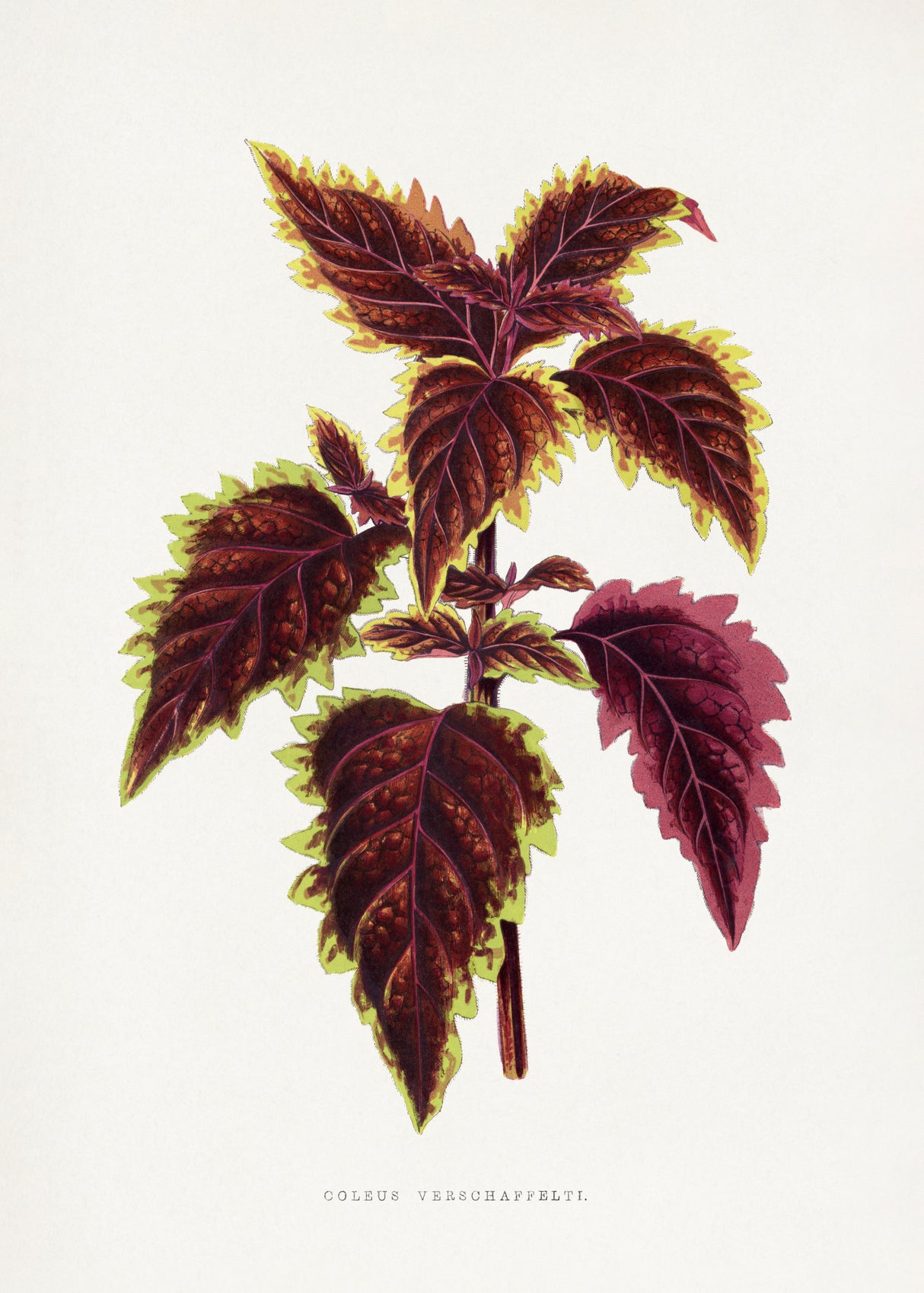 Pink Coleus Leaf Illustration Poster och Canvastavla