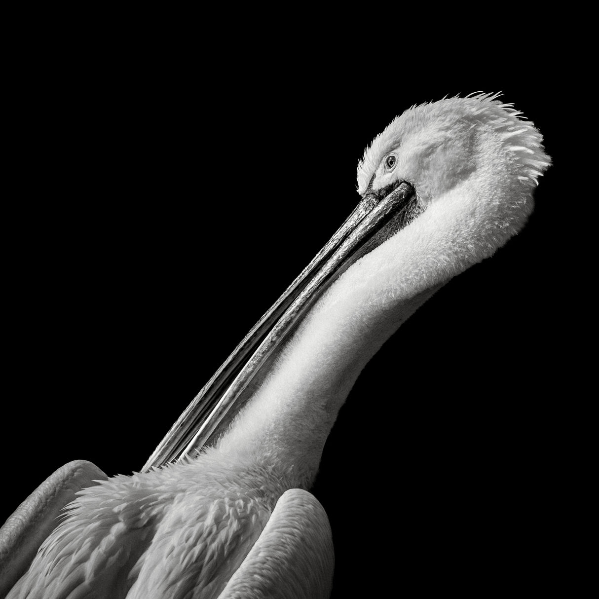 Pelican Poster och Canvastavla