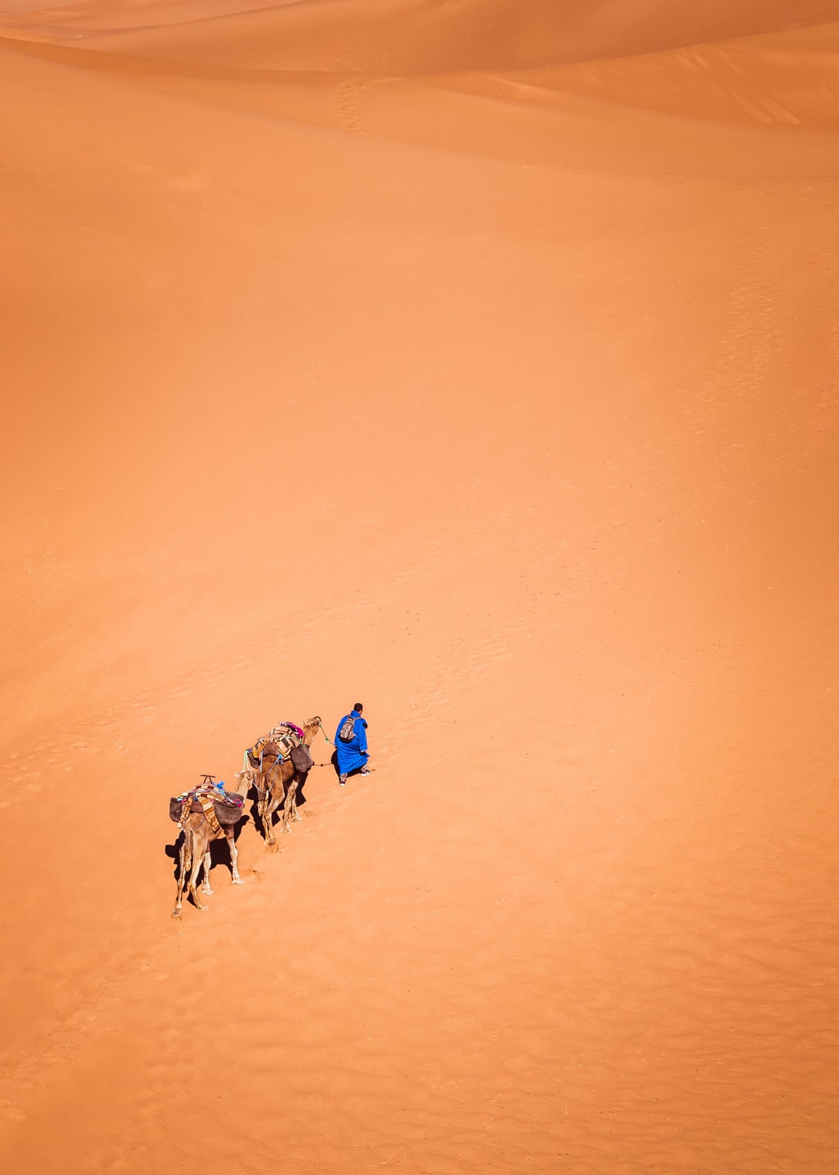 Life in the desert Poster och Canvastavla