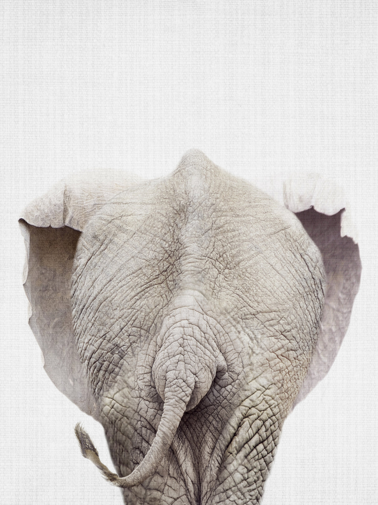 Elephanttail Poster och Canvastavla