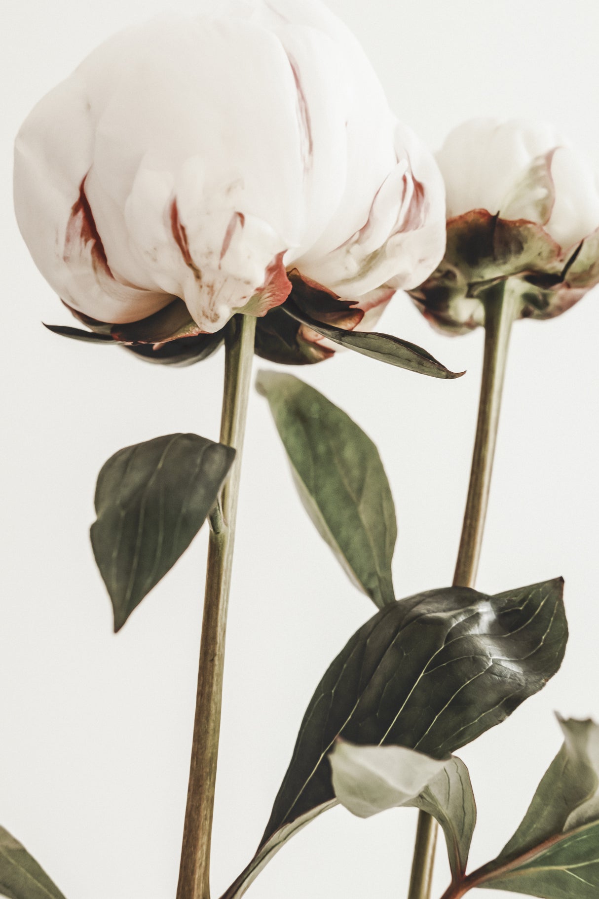 Peony 24 Poster och Canvastavla