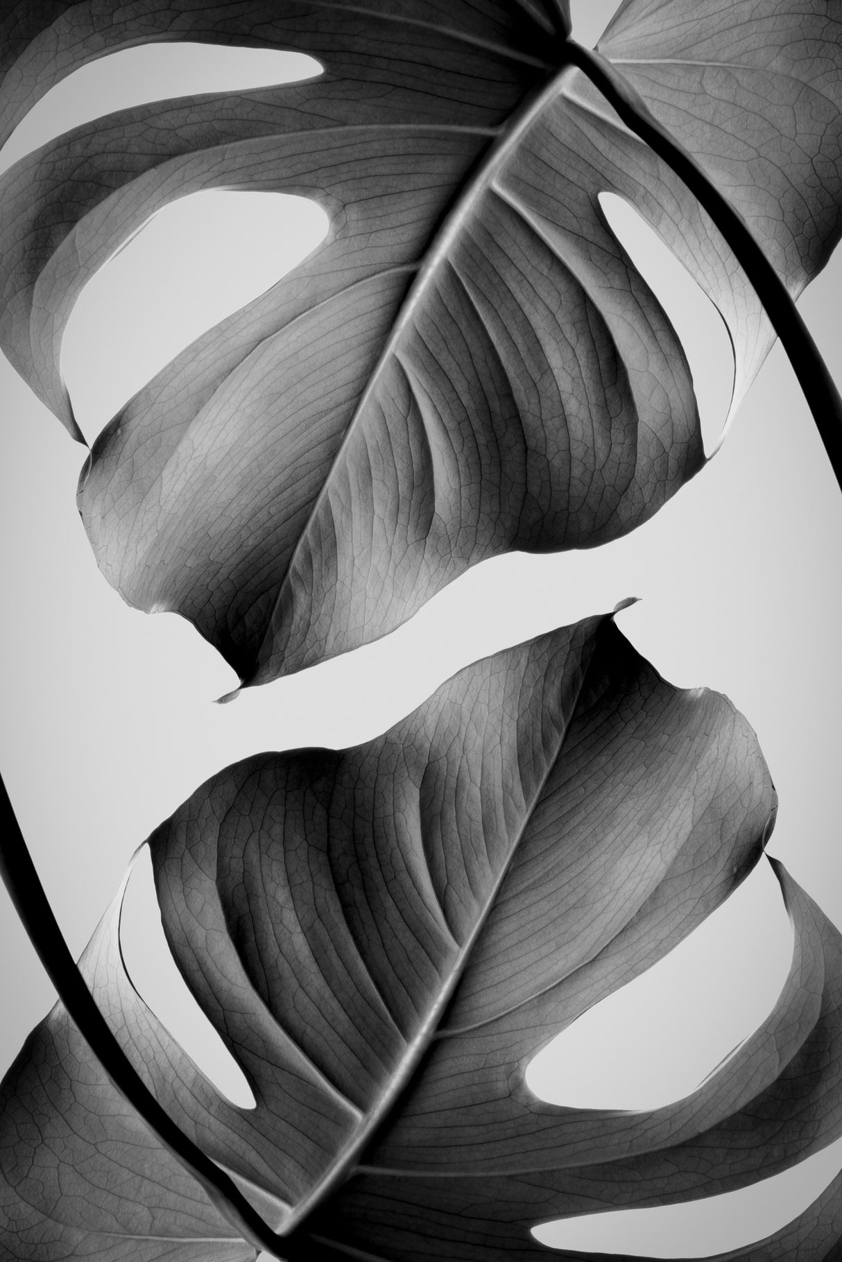 Monstera Monochrome Poster och Canvastavla