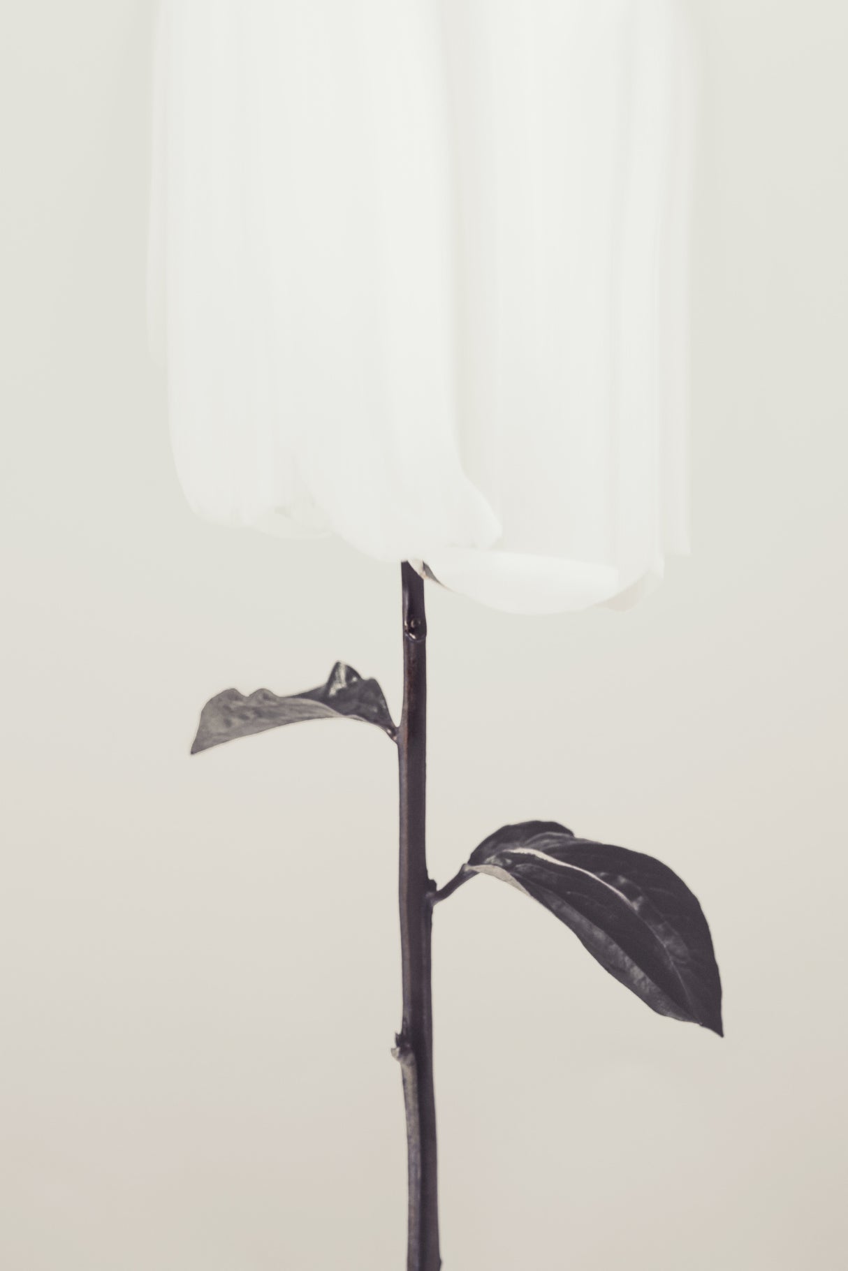 Peony 18 Poster och Canvastavla