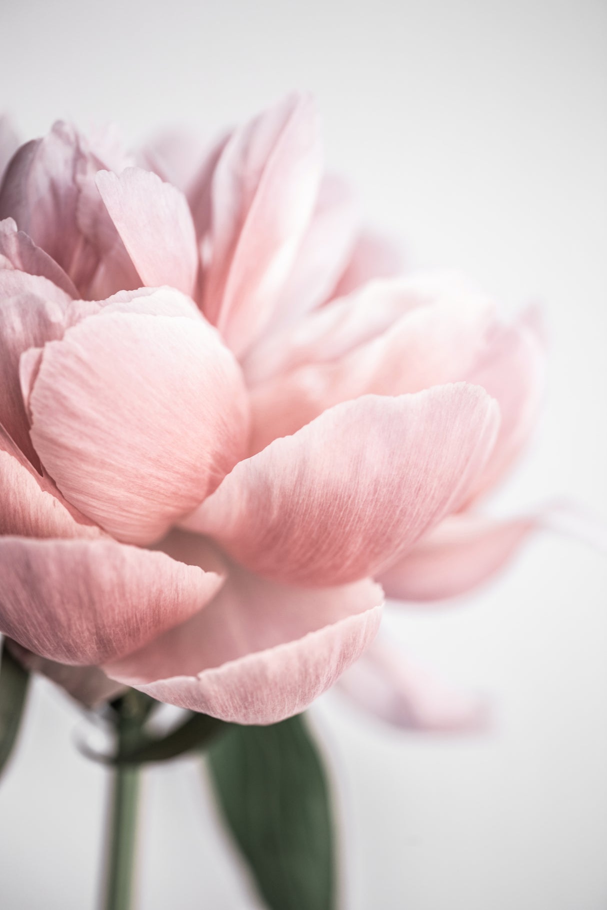 Peony 3 Poster och Canvastavla
