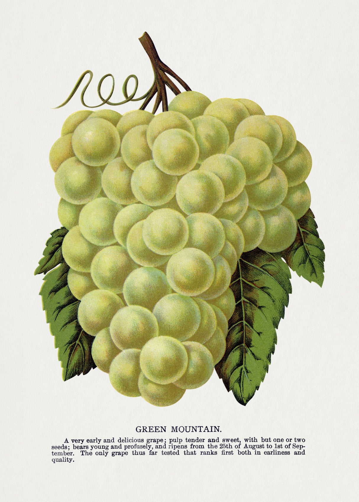 Green Mountain Grape Lithograph Poster och Canvastavla