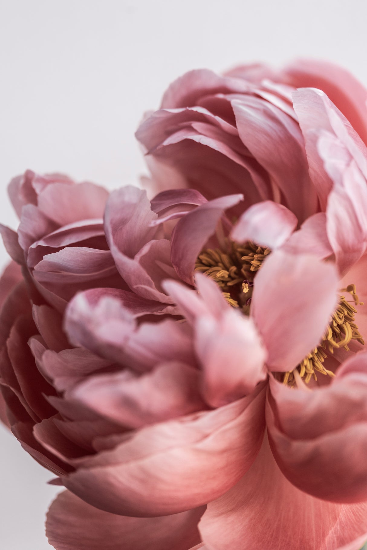 Peony Poster och Canvastavla