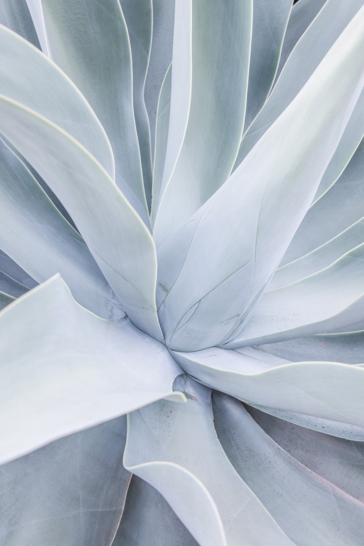 Crystal Cactus Poster och Canvastavla