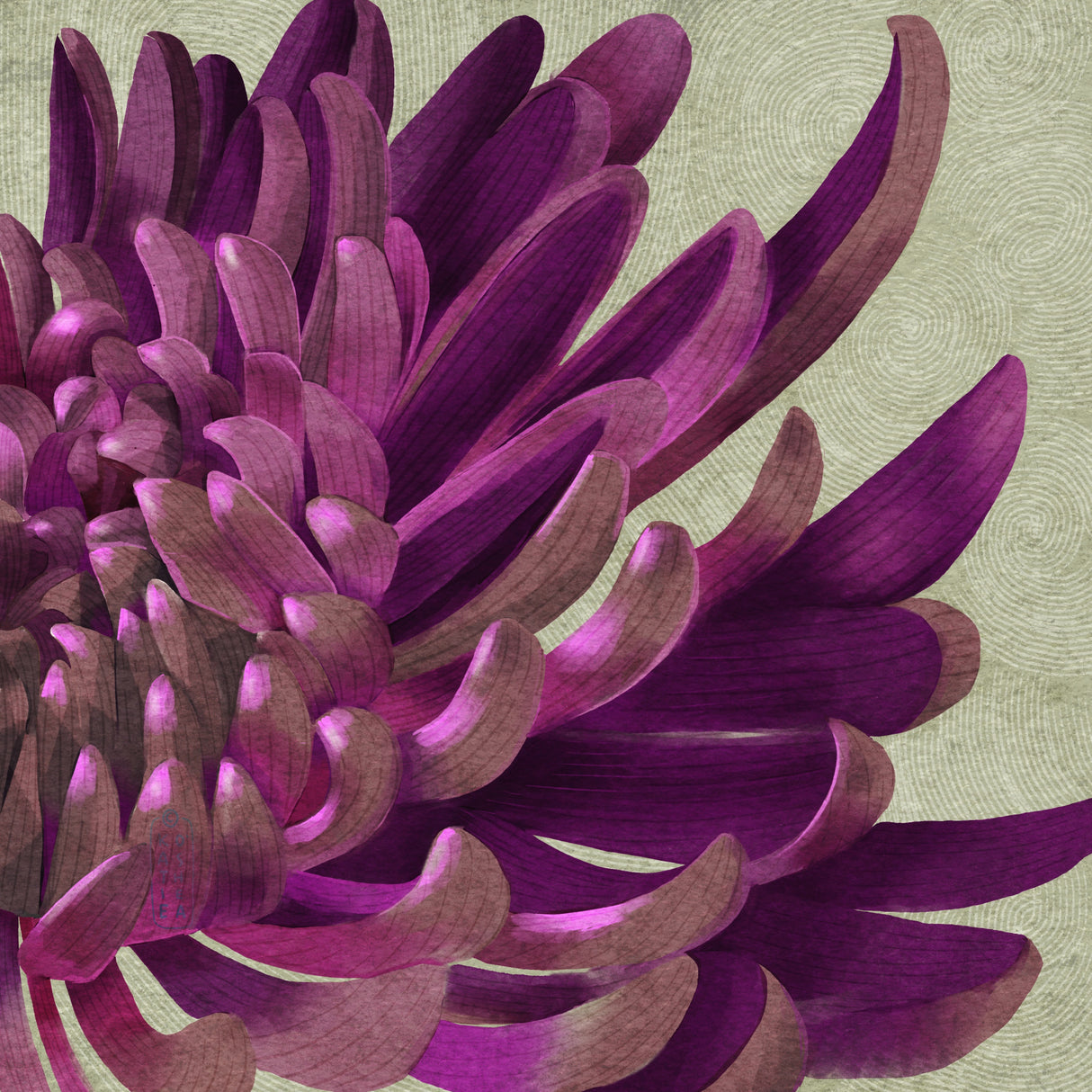 Chrysanthemum Purple Poster och Canvastavla
