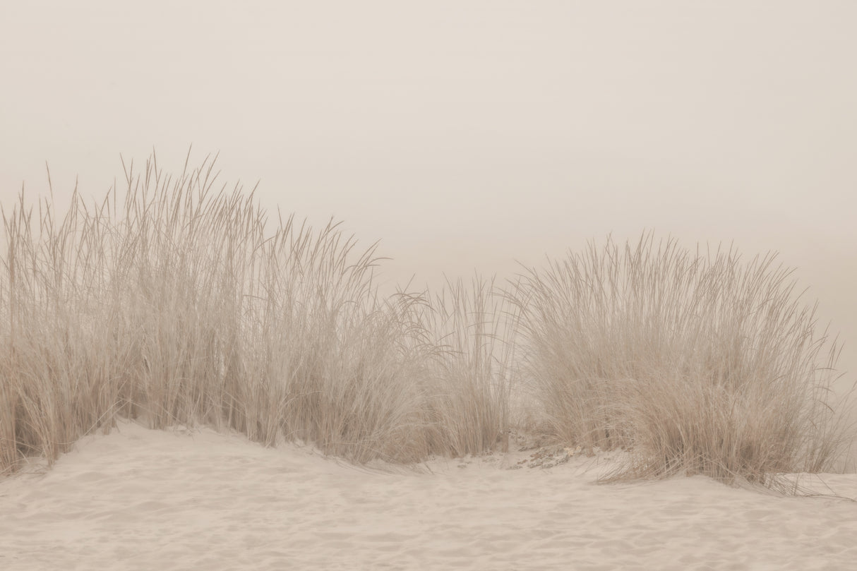 Dunes Grass Beige Poster och Canvastavla