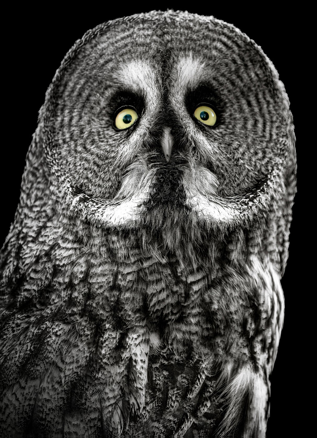 Owl Stare Poster och Canvastavla