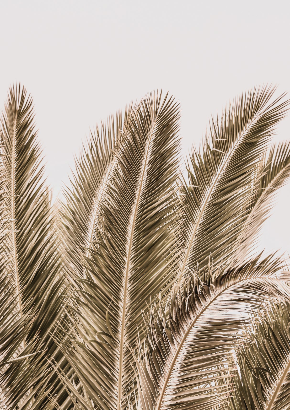 Desert Palm Poster och Canvastavla